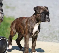 Keira, a female Boxer for sale in Shippensburg, PA – Photo 4 of 5