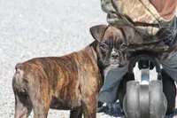 Keira, a female Boxer for sale in Shippensburg, PA – Photo 3 of 5