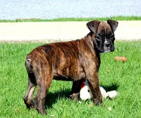 Keira, a female Boxer for sale in Shippensburg, PA – Photo 5 of 5