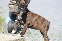 Keira, a female Boxer for sale in Shippensburg, PA – Photo 2 of 5