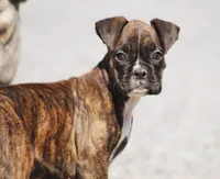 Keira, a female Boxer for sale in Shippensburg, PA – Photo 1 of 5
