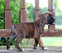Atlas, a male Boxer for sale in Shippensburg, PA – 6 of 9