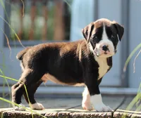 Kaden, a male Boxer for sale in Shippensburg, PA – 4 of 6