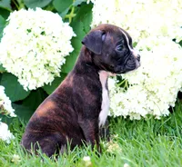 Paris, a female Boxer for sale in Shippensburg, PA – 2 of 7