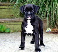 Beauty, a female Boxer for sale in Shippensburg, PA – 5 of 6