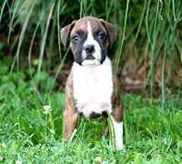 Cash, a male Boxer for sale in Shippensburg, PA – 3 of 8