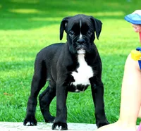 Beauty, a female Boxer for sale in Shippensburg, PA – 3 of 6