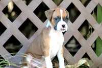 Candy, a female Boxer for sale in Shippensburg, PA – Photo 1 of 9