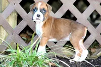 Candy, a female Boxer for sale in Shippensburg, PA – Photo 2 of 9