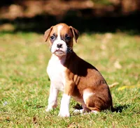 Candy, a female Boxer for sale in Shippensburg, PA – Photo 6 of 9