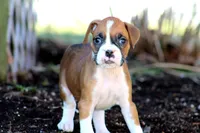 Candy, a female Boxer for sale in Shippensburg, PA – Photo 4 of 9