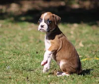 Candy, a female Boxer for sale in Shippensburg, PA – Photo 5 of 9
