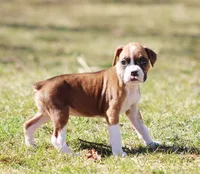 Candy, a female Boxer for sale in Shippensburg, PA – Photo 7 of 9