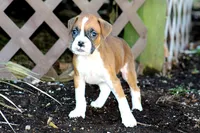 Candy, a female Boxer for sale in Shippensburg, PA – Photo 3 of 9