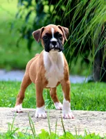 Cora, a female Boxer for sale in Shippensburg, PA – 3 of 6