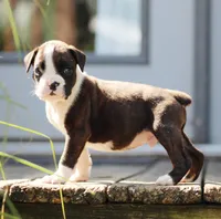 Jade, a male Boxer for sale in Shippensburg, PA – 5 of 6