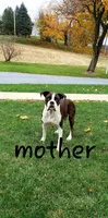 Paris, a female Boxer for sale in Shippensburg, PA – 6 of 7