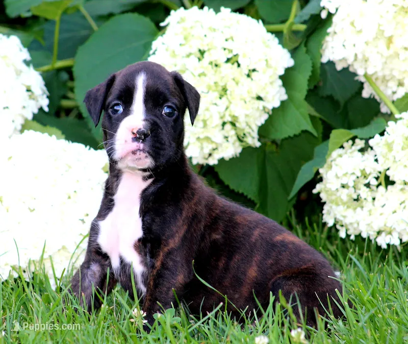 Lilac  – Boxer puppy for sale in Shippensburg, PA