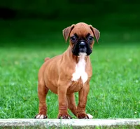 Carley, a female Boxer for sale in Shippensburg, PA – 1 of 8