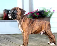 Atlas, a male Boxer for sale in Shippensburg, PA – 2 of 9