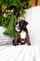 Houston , a male Boxer for sale in Shippensburg, PA – Photo 4 of 4