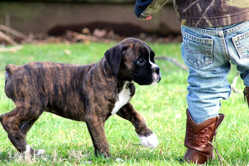 Houston  – Boxer puppy for sale in Shippensburg, PA