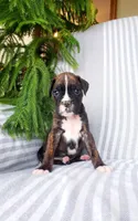 Houston , a male Boxer for sale in Shippensburg, PA – Photo 3 of 4