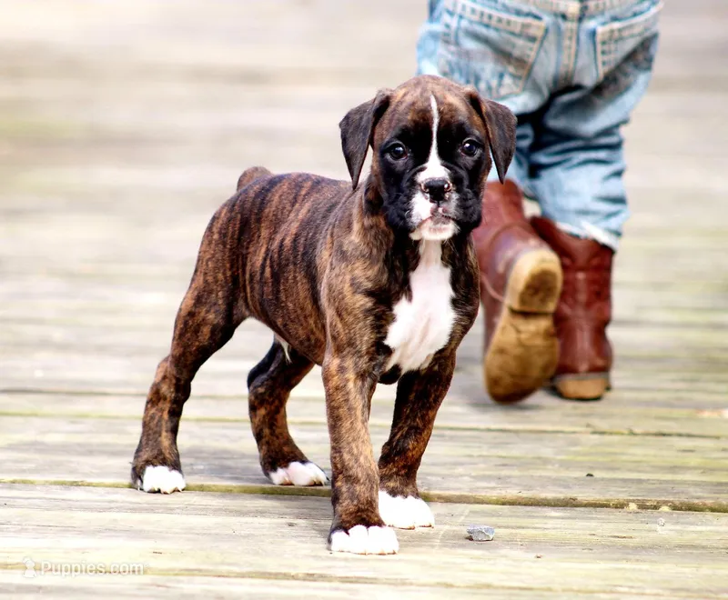 Houston  – Boxer puppy for sale in Shippensburg, PA
