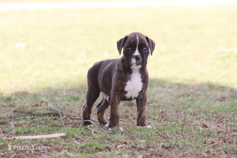 Houston  – Boxer puppy for sale in Shippensburg, PA