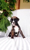 Houston , a male Boxer for sale in Shippensburg, PA – Photo 1 of 4
