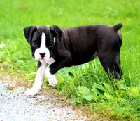 Disco , a male Boxer for sale in Shippensburg, PA – 8 of 10