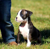 Delana, a female Boxer for sale in Shippensburg, PA – Photo 2 of 8