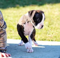 Delana, a female Boxer for sale in Shippensburg, PA – Photo 5 of 8