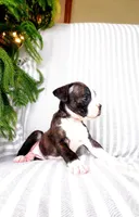 Delana, a female Boxer for sale in Shippensburg, PA – Photo 2 of 4