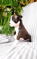 Delana, a female Boxer for sale in Shippensburg, PA – Photo 1 of 4