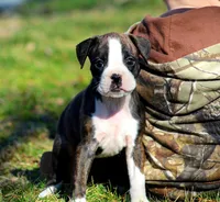 Delana, a female Boxer for sale in Shippensburg, PA – Photo 1 of 8