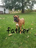 Delana, a female Boxer for sale in Shippensburg, PA – Photo 8 of 8