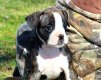 Delana, a female Boxer for sale in Shippensburg, PA – Photo 4 of 8