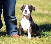 Delana, a female Boxer for sale in Shippensburg, PA – Photo 3 of 8