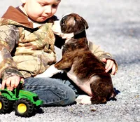 Delana, a female Boxer for sale in Shippensburg, PA – Photo 6 of 8
