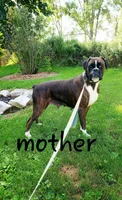 Delana, a female Boxer for sale in Shippensburg, PA – Photo 7 of 8