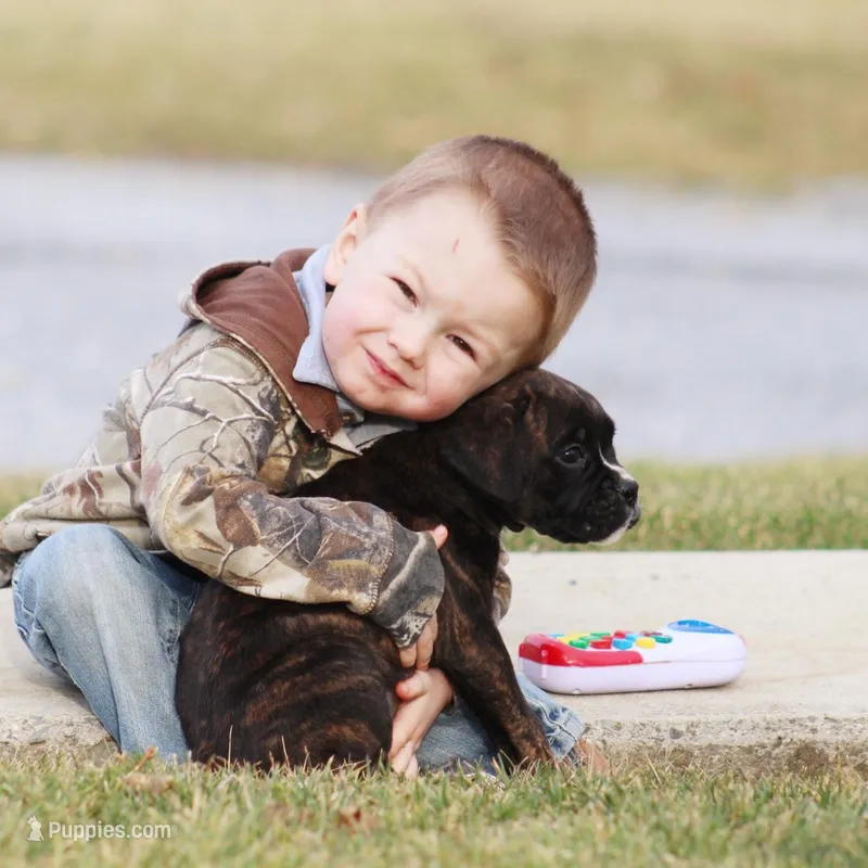 Big Ben – Boxer puppy for sale in Shippensburg, PA