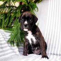 Big Ben, a male Boxer for sale in Shippensburg, PA – Photo 2 of 5