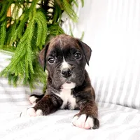 Big Ben, a male Boxer for sale in Shippensburg, PA – Photo 4 of 5