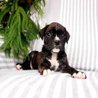 Big Ben, a male Boxer for sale in Shippensburg, PA – Photo 1 of 5