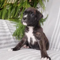 Big Ben, a male Boxer for sale in Shippensburg, PA – Photo 5 of 5