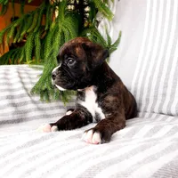 Big Ben, a male Boxer for sale in Shippensburg, PA – Photo 3 of 5