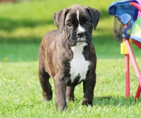 Honey, a female Boxer for sale in Shippensburg, PA – 7 of 7