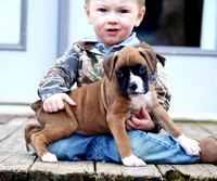 Cole, a male Boxer for sale in Shippensburg, PA – Photo 4 of 5