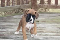 Cole, a male Boxer for sale in Shippensburg, PA – Photo 3 of 5